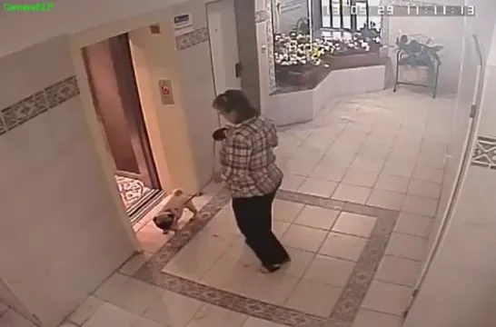 Hondje bijna opgehangen door lift...