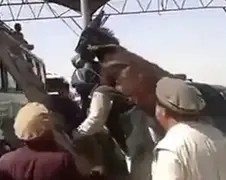 Ezeltje vervoeren in Pakistan