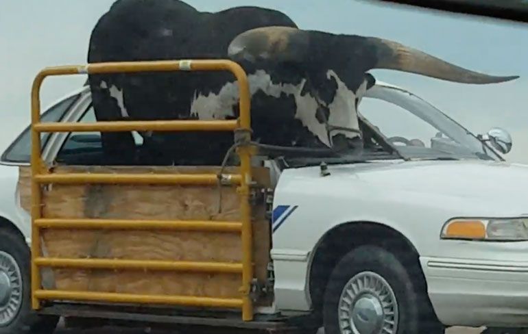 Zo kun je natuurlijk ook een buffel vervoeren