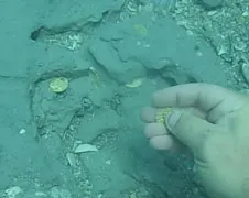 Duiker heeft schat van ruim 1 miljoen dollar gevonden