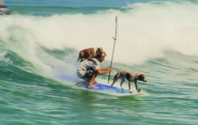 Gewoon een hele coole Paddle Boarder en zijn honden