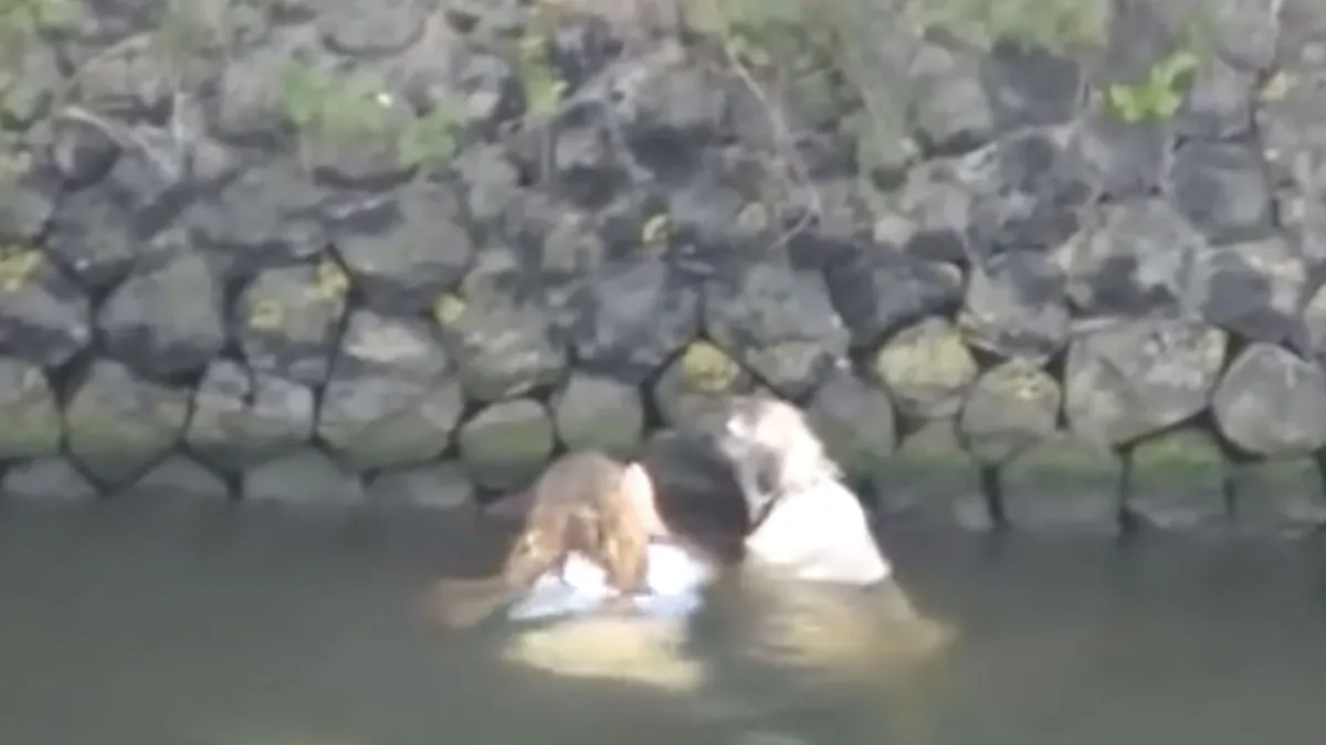 Dame gaat er gewoon voor en weet een hond te redden