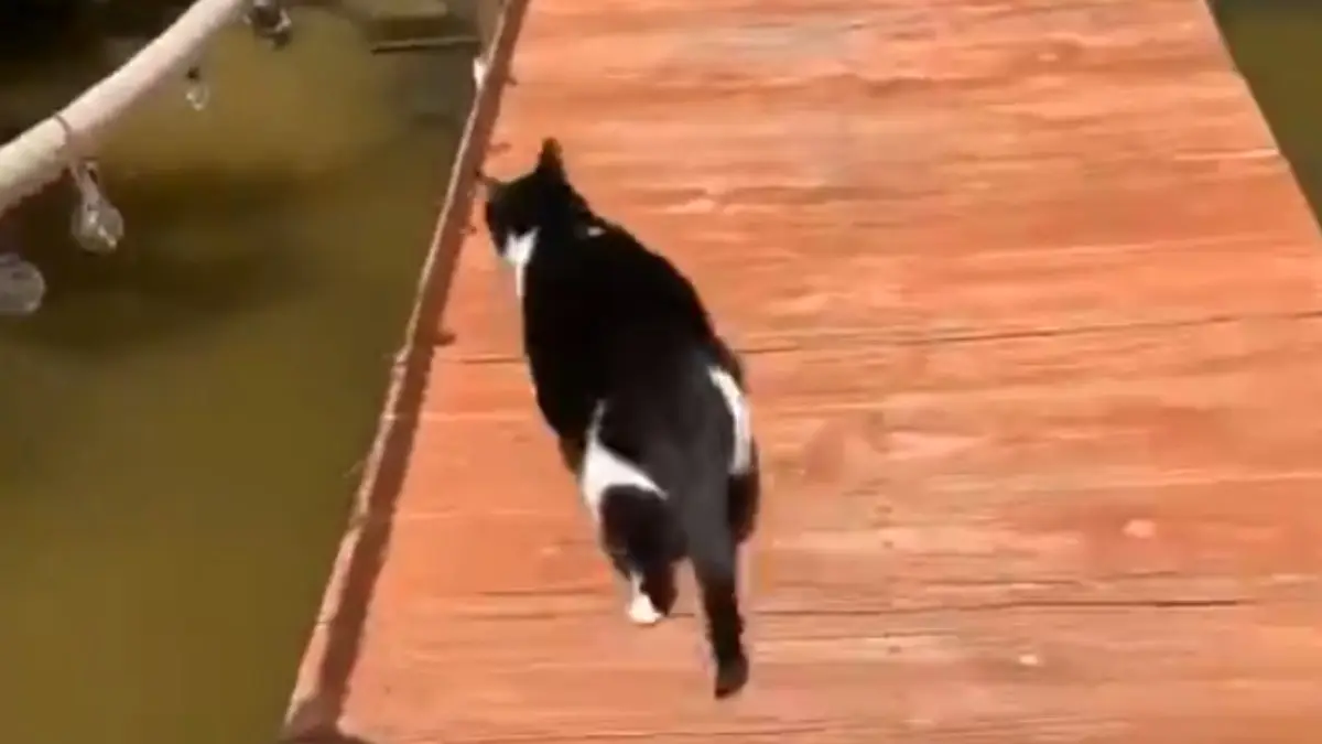 Poes houdt het niet droog en is niet blij