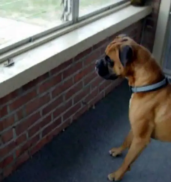 Dit moet zeker wel een hele goede waakhond zijn