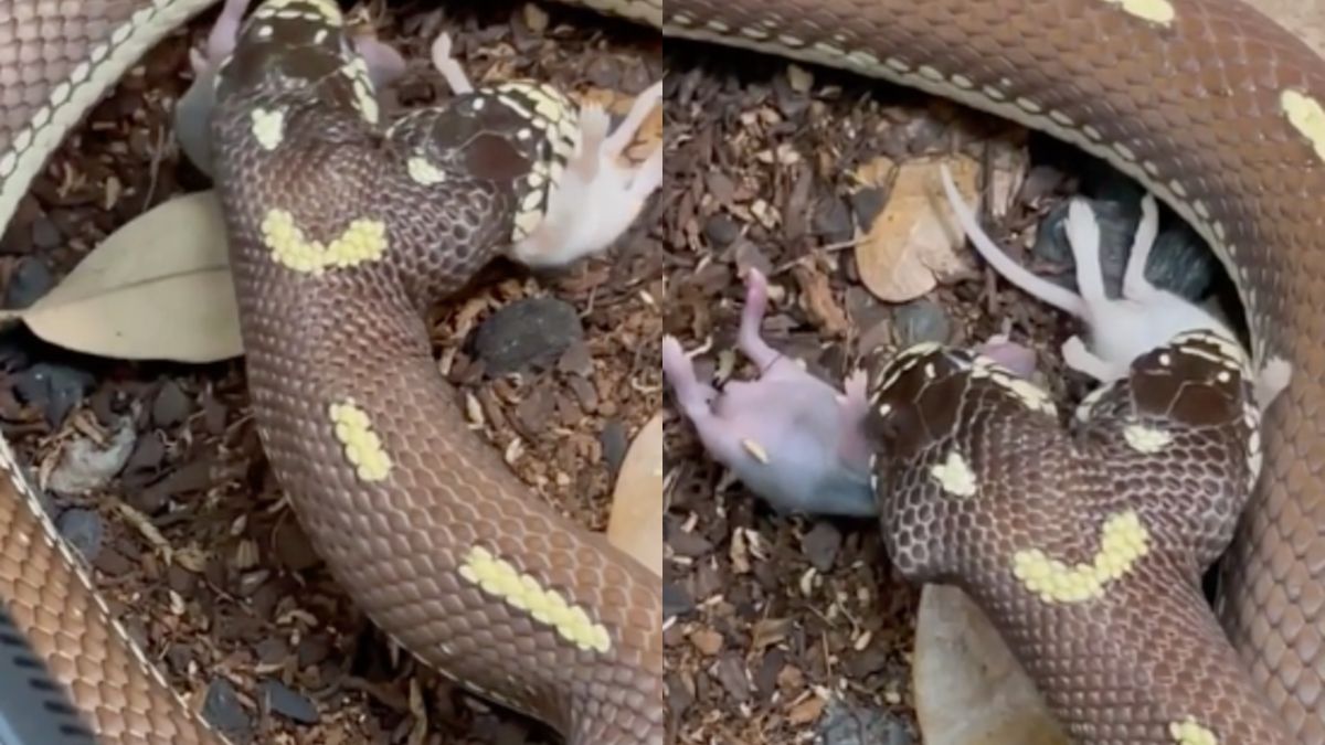 Twee-koppig slangetje snabbelen tegelijkertijd een muisje