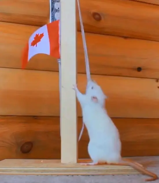 Talentvolle ratten laten hun skills zien