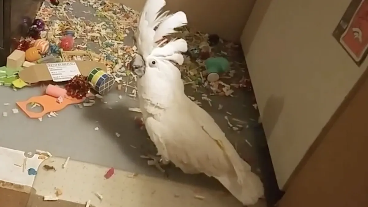 Kaketoe met een lachkick