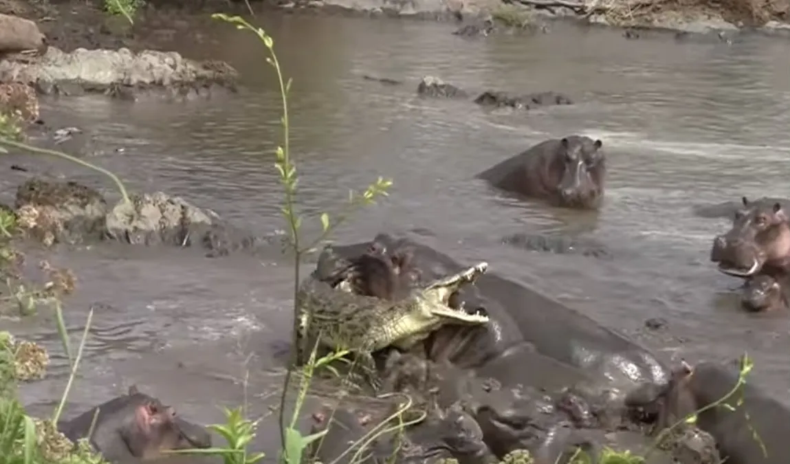 Top 10 meest opvallende Kruger National Park video's 2017