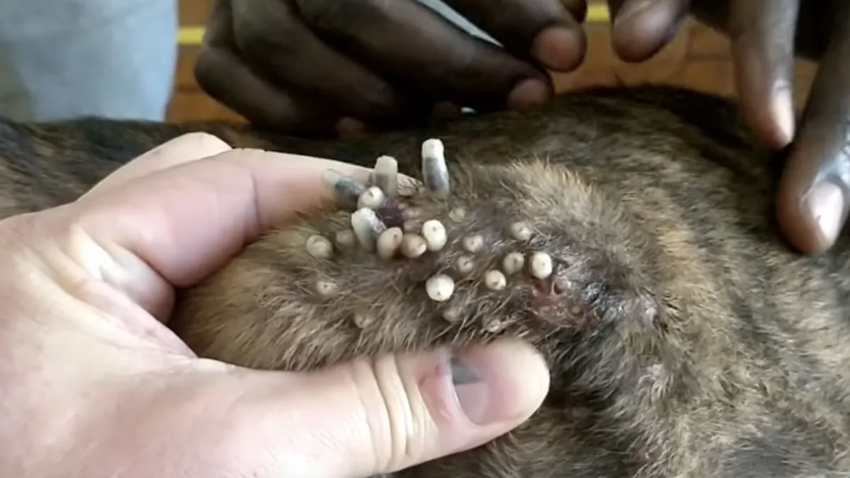 Chico, Teddy en Hitler hebben last van Mangoworm