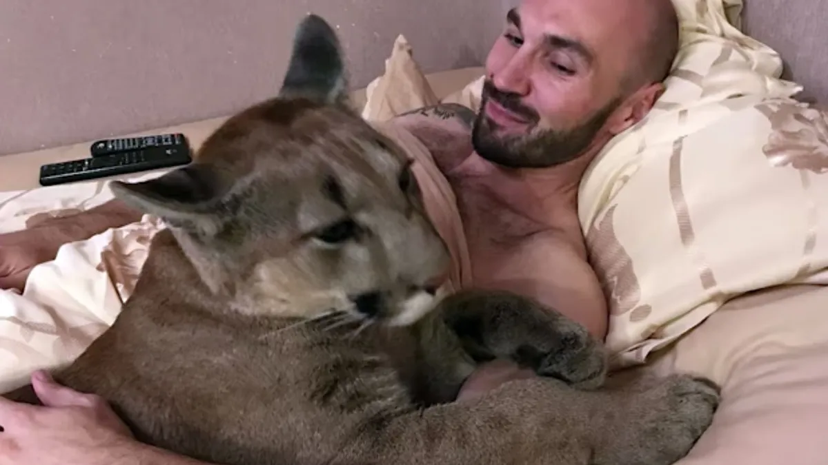 Russisch koppel heeft een poema als huisdier