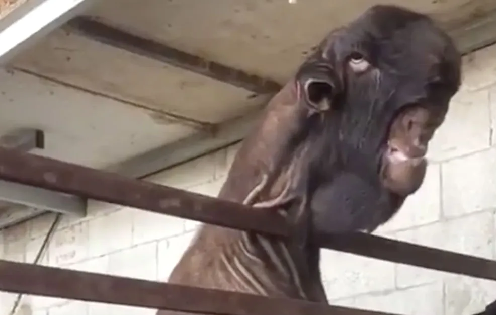 Wil je ook niet in het donker tegenkomen: Egyptische mutant-geit