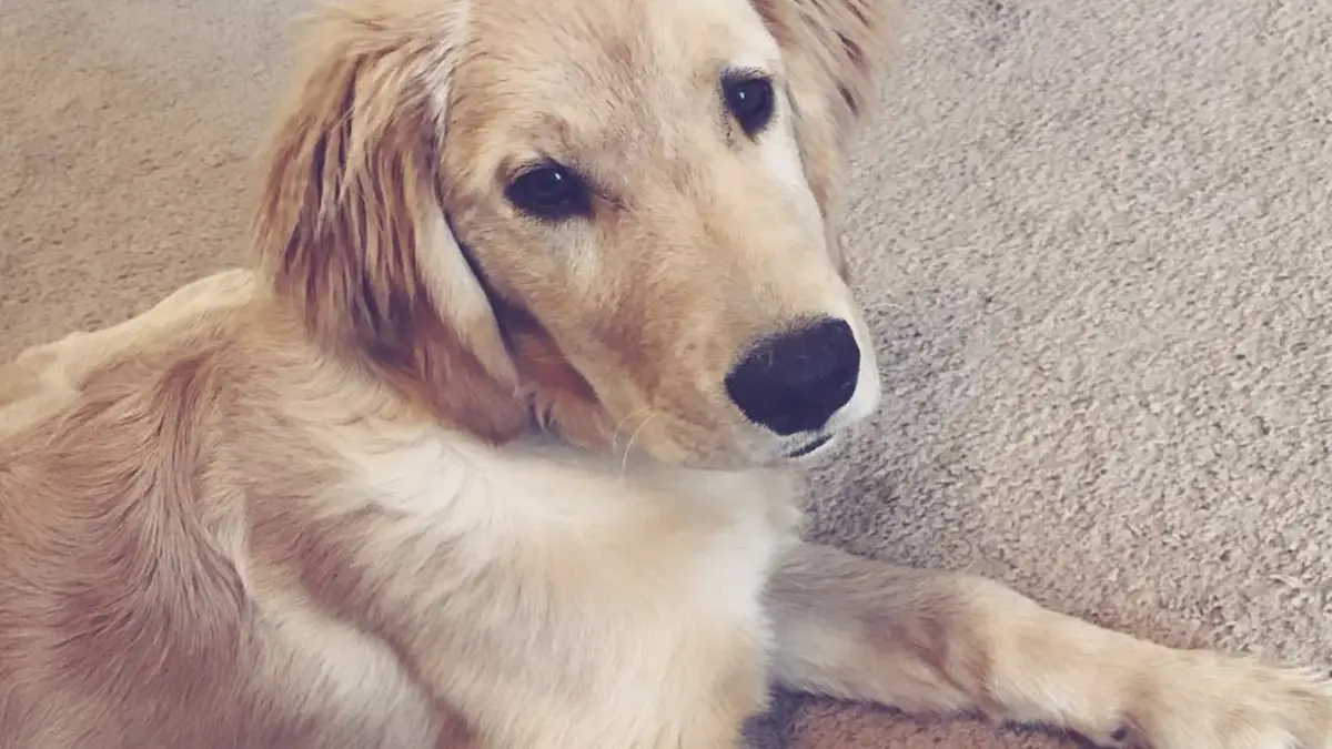 Hond pikt telefoon van bazinnetje