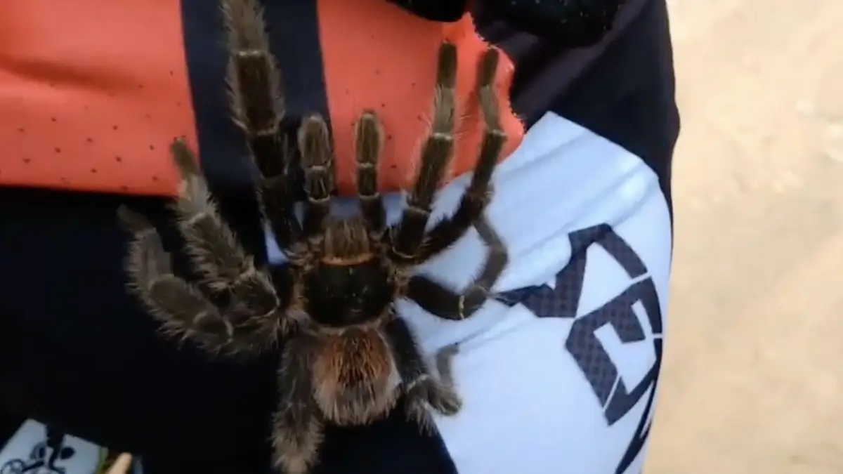 Dus vogelspinnen zijn banger voor ons zijn dan wij voor hun?
