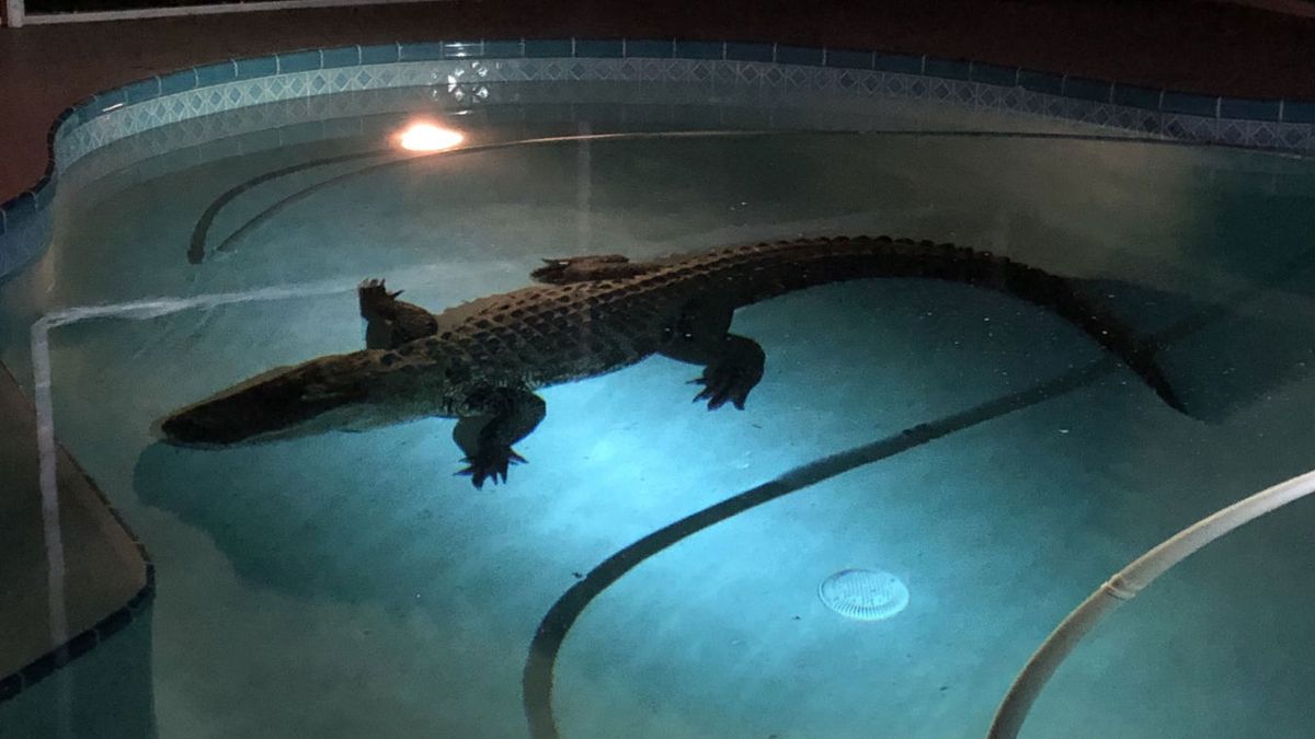 Als er even een alligator in je zwembad ligt te vertoeven