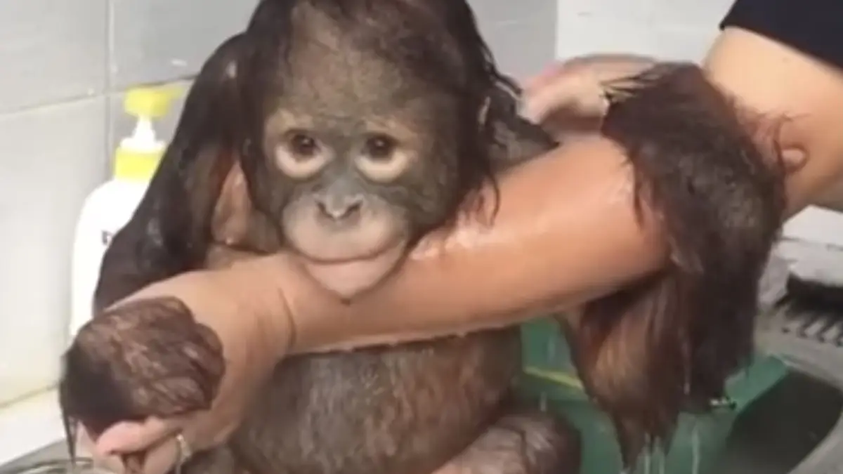 Kleine Orang-oetan krijgt wasbeurt