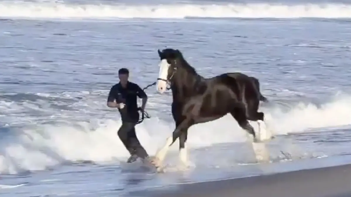Begeleider van paard bleek toch niet zo veel in te brengen te hebben