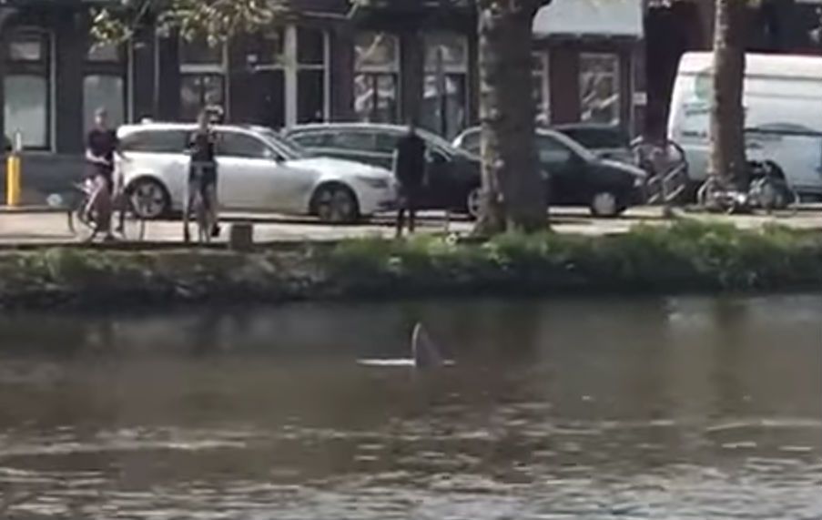 Haaienvin gespot vanaf het terras in Amsterdam