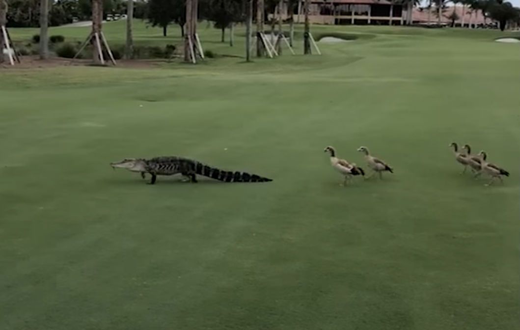 Ganzen zijn alligator de baas in Palm Beach Gardens