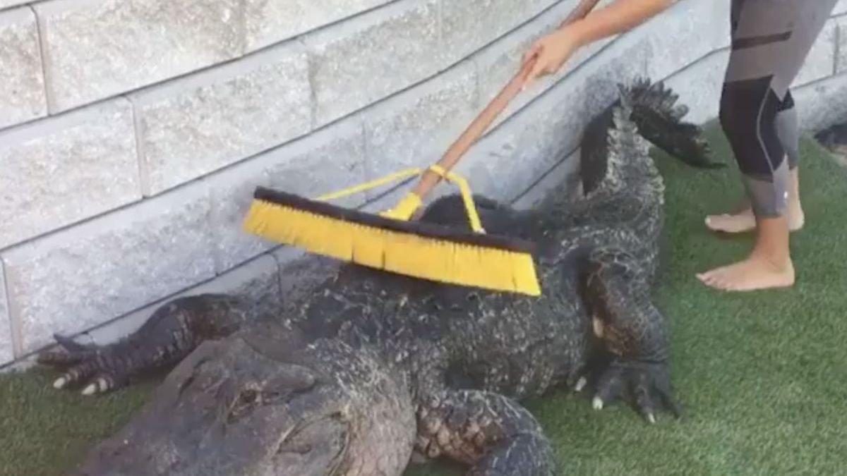 Dame geeft krokodil een poetsbeurt