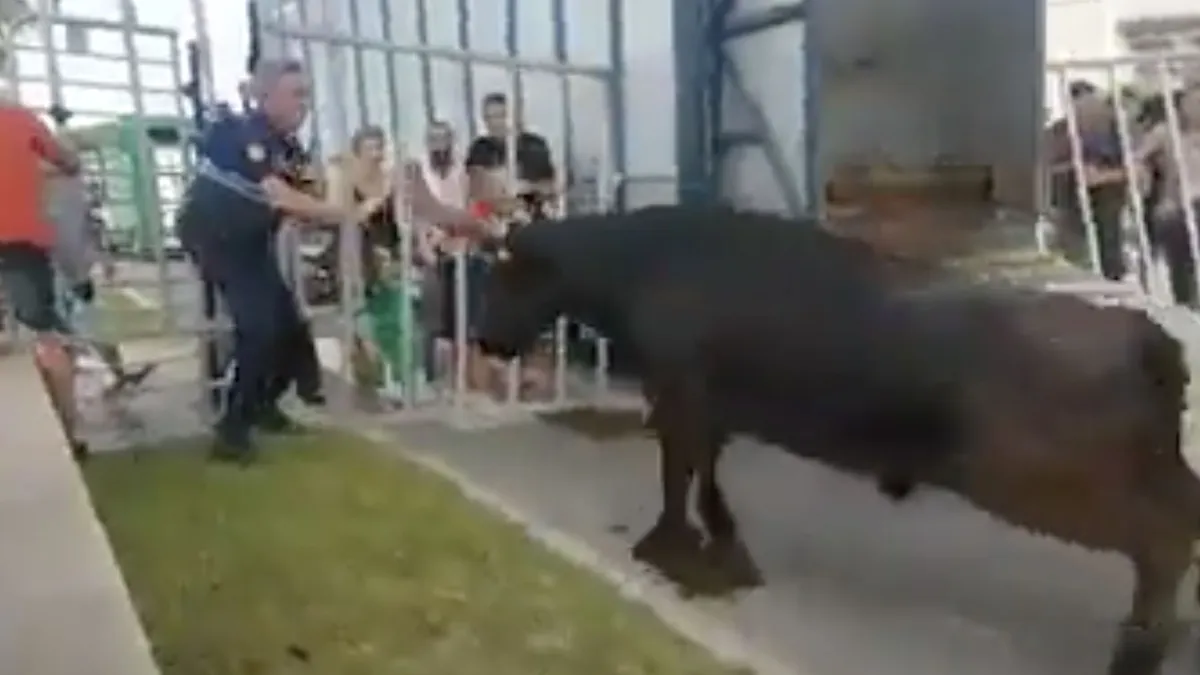 Stier ontziet wetshandhaver niet tijdens evenement in Le Grau-du-Roi