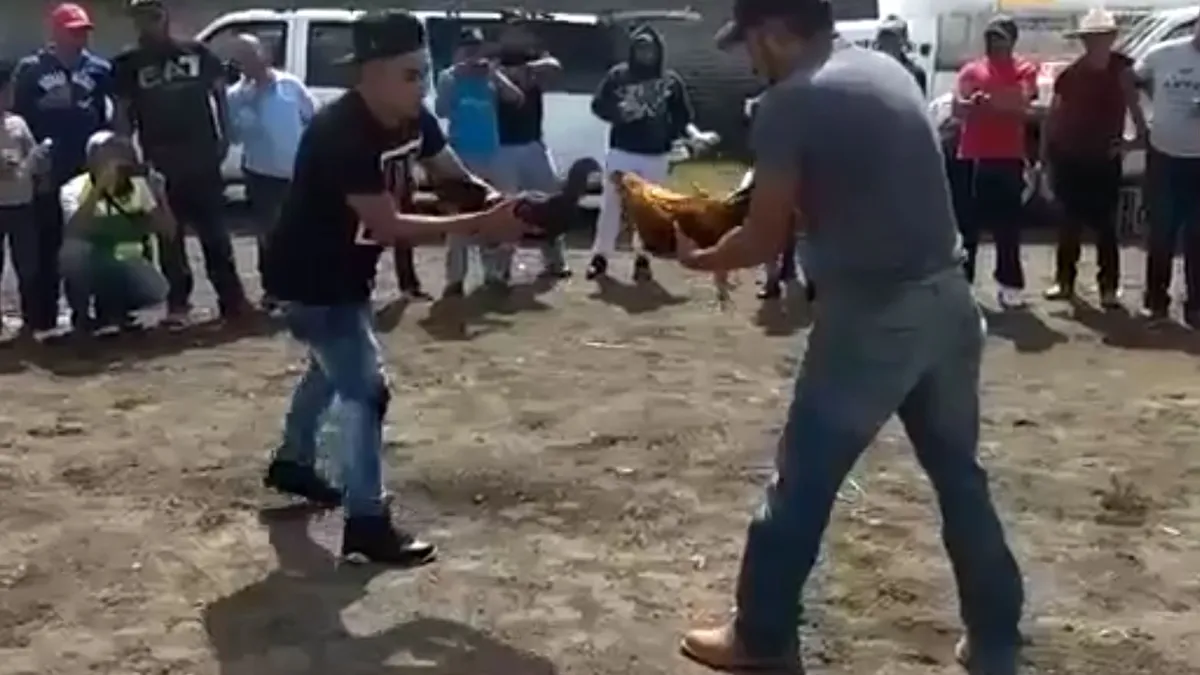 Cockfight verloopt niet volgens plan