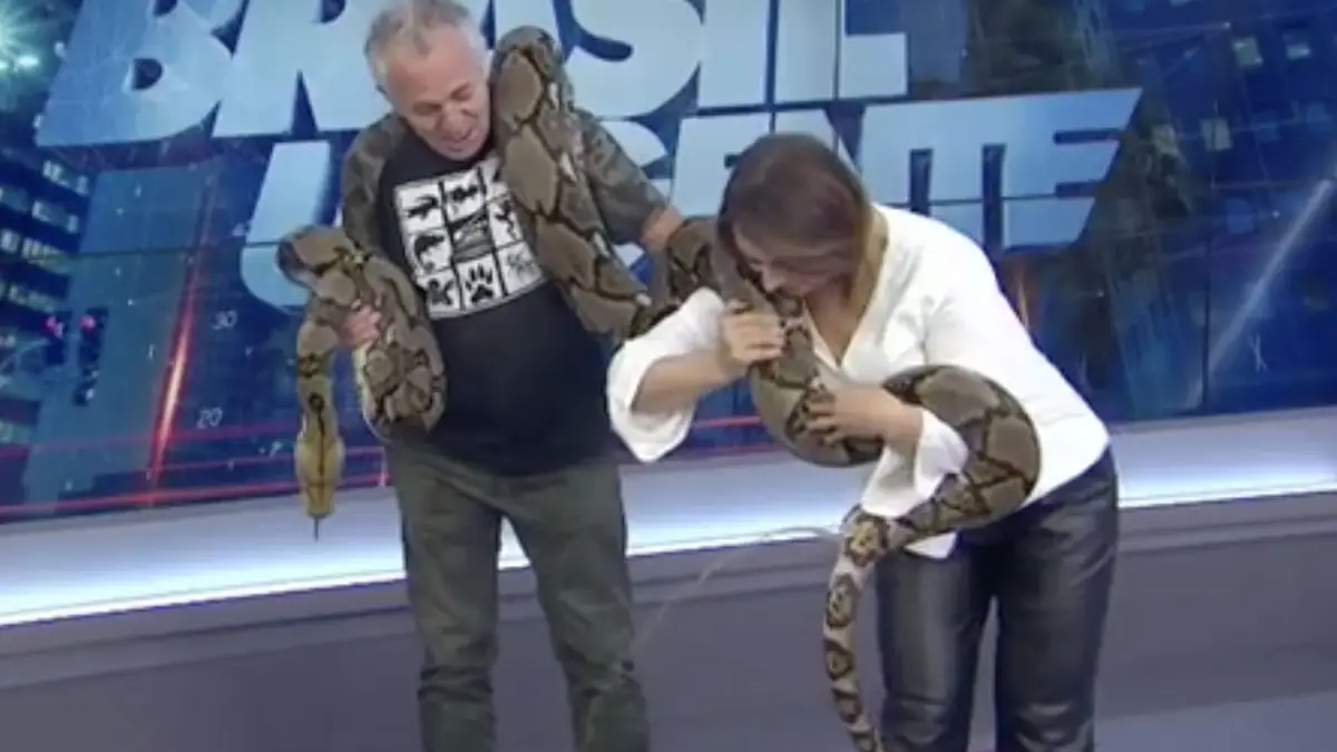 Python haalt maximale uit tv optreden