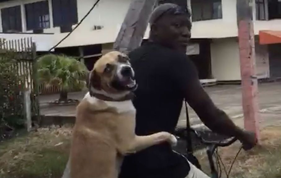 Surinamer heeft unieke manier van hond uitlaten