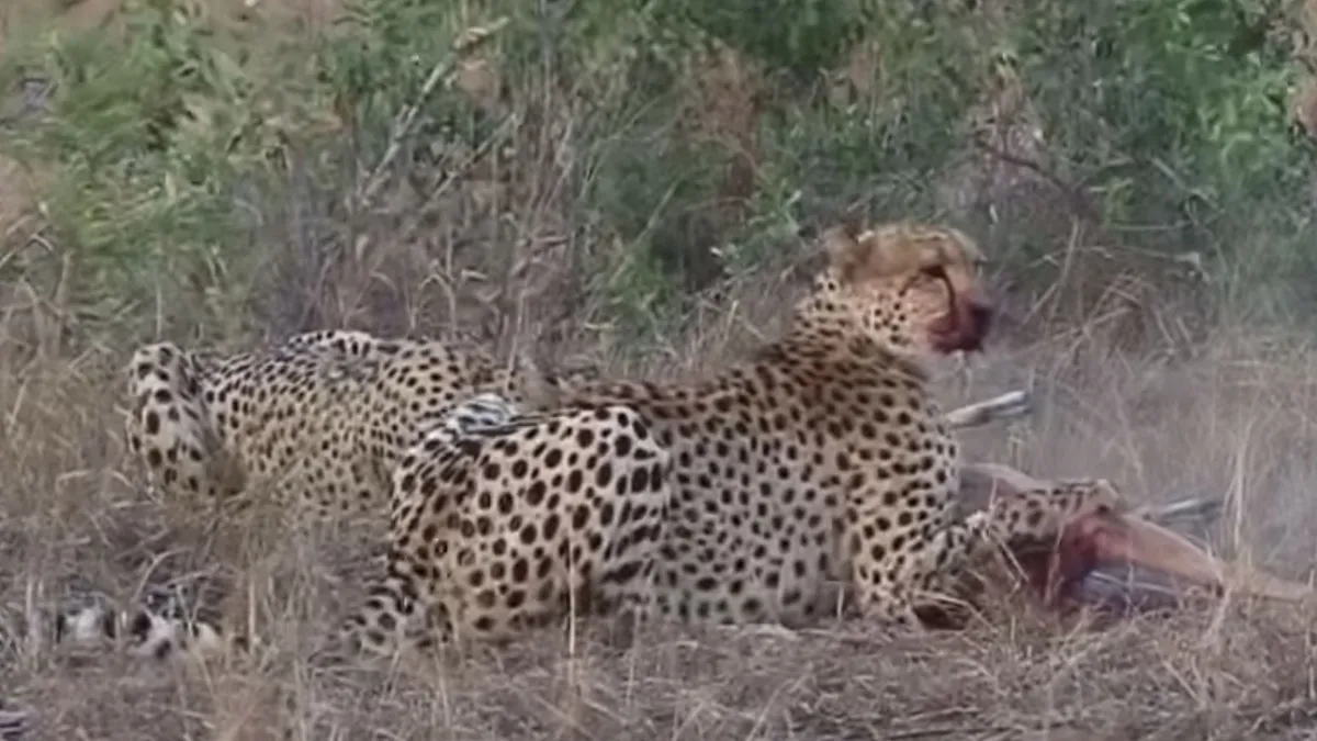 Gezellig hapje doen met Cheetahs en Hyena’s