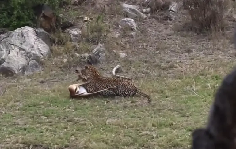 Luipaard plukt Impala uit de lucht