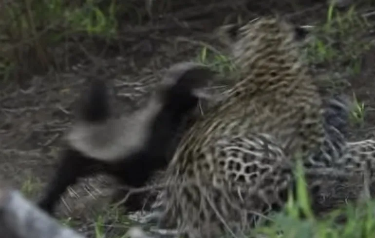 Honingdas gaat in de aanval tegen jachtluipaard om baby te redden