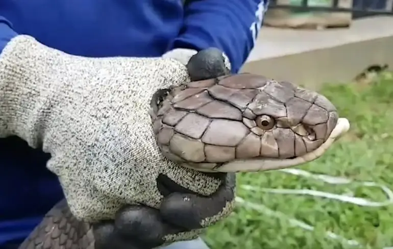 Mega King Cobra uit keuken in Krabi geplukt