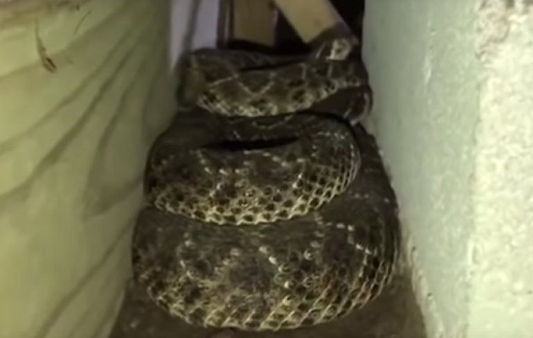 Gast heeft hele verzameling aan ratelslangen onder zijn huis