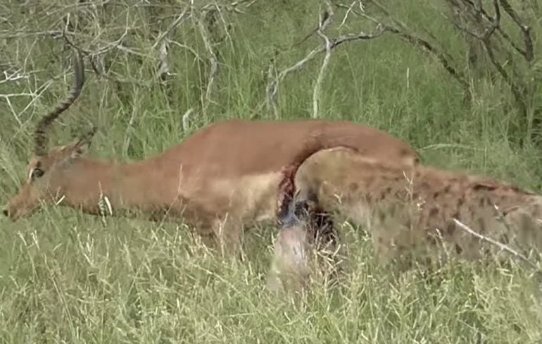 Hyena vreet aan halve nog levende Impala