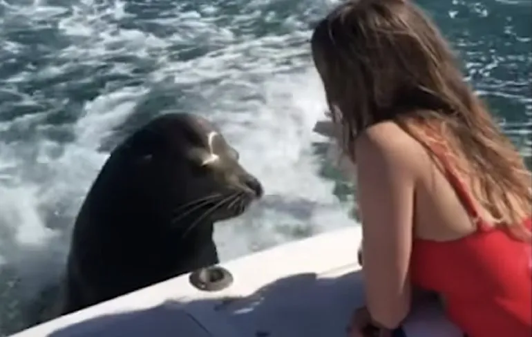 Het leven van de Mexicaanse zeeleeuw kan slechter