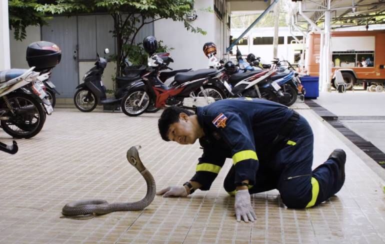 De slangenvangers van Bangkok