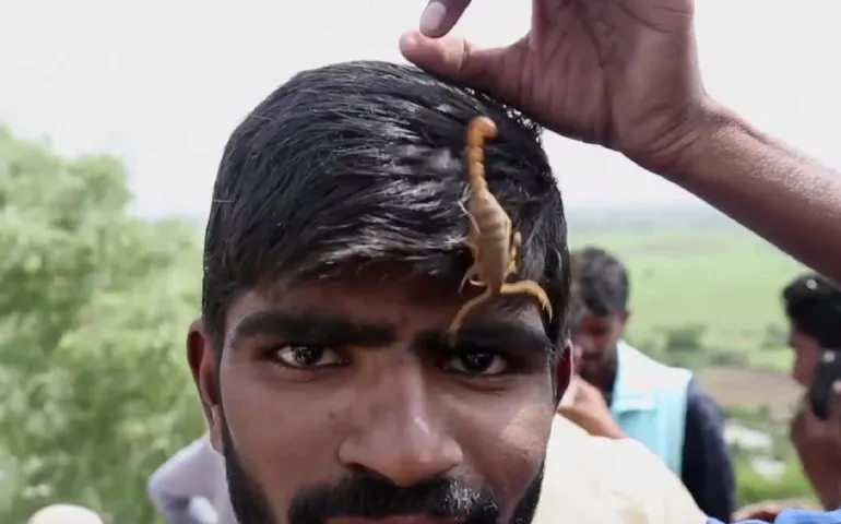 Lekker met schorpioenen spelen tijdens Naga Panchami