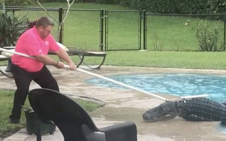 Alligator moet even uit zwembad gehaald worden in Palm Beach Gardens