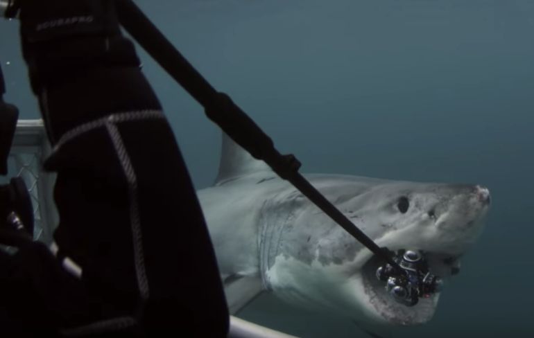 Great White Shark hapt de 360 graden camera van Andy kapot