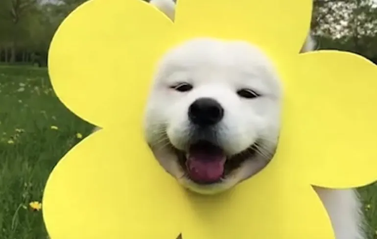 Ozzy Man neemt mei 2019 even door