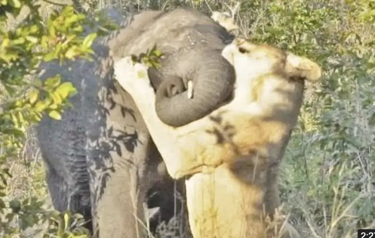 Leeuwin probeert olifant op het menu te krijgen