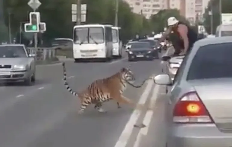 Als je tijger uit je cabrio springt in Ivanovo