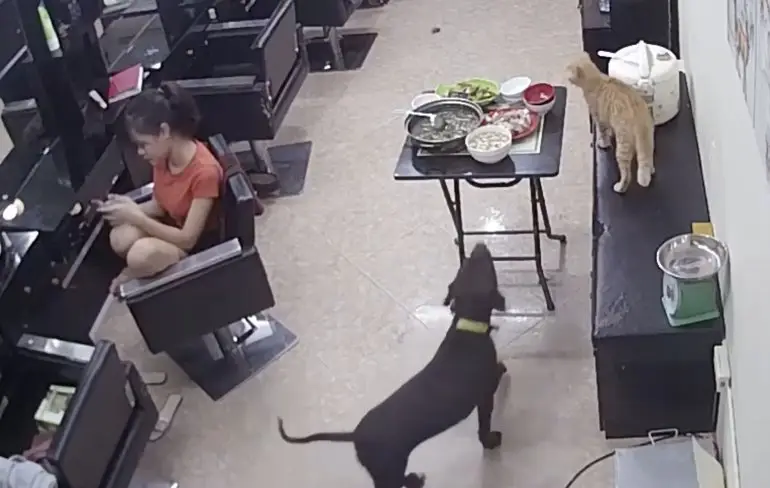 Als de hond de kat de baas is en de rollen daarna omdraaien