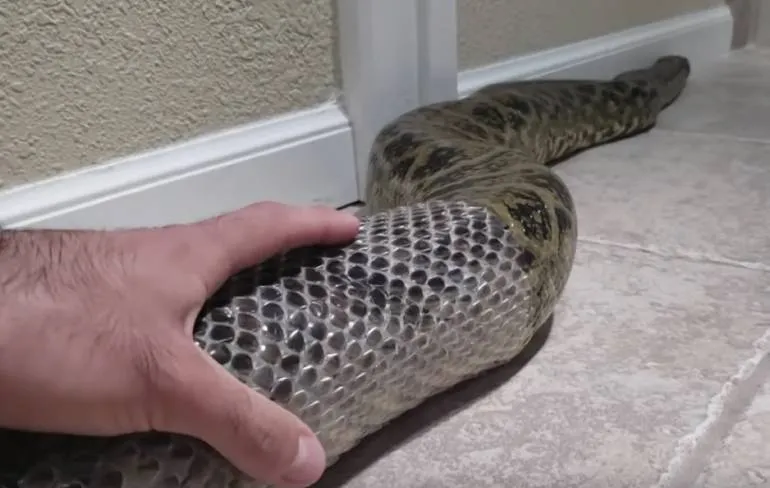 Tweeënhalve meter aan Anaconda in je huis