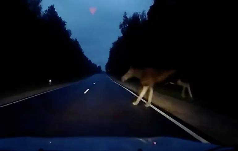 Eland geeft niet echt mee