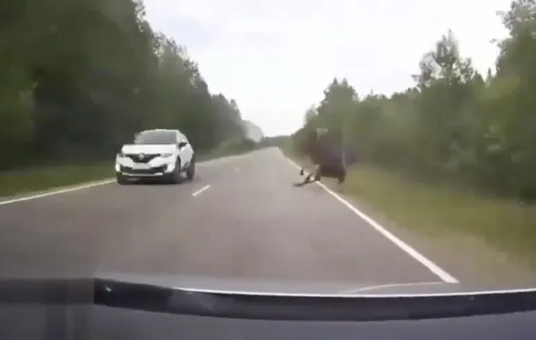 Gaat net goed tussen eland en schrikkende bestuurder