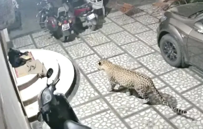 Jachtluipaard had wel trek in een hond