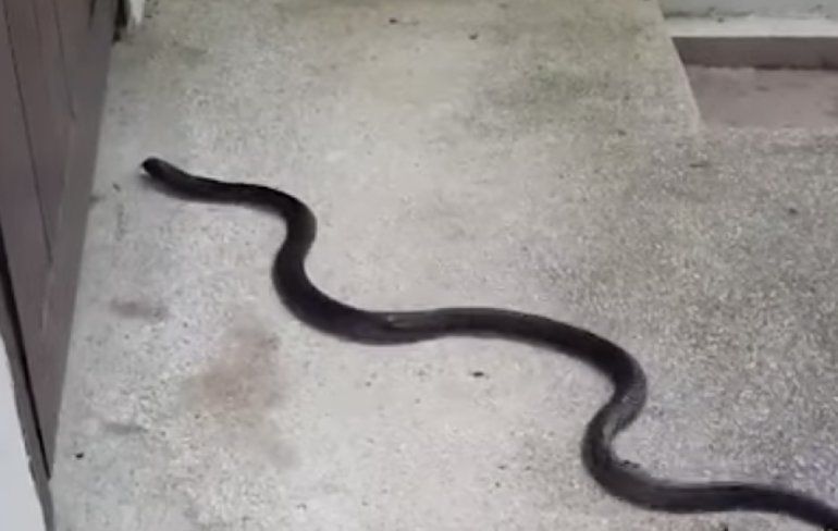 Film anders even hoe een spugende cobra je huis in kruipt