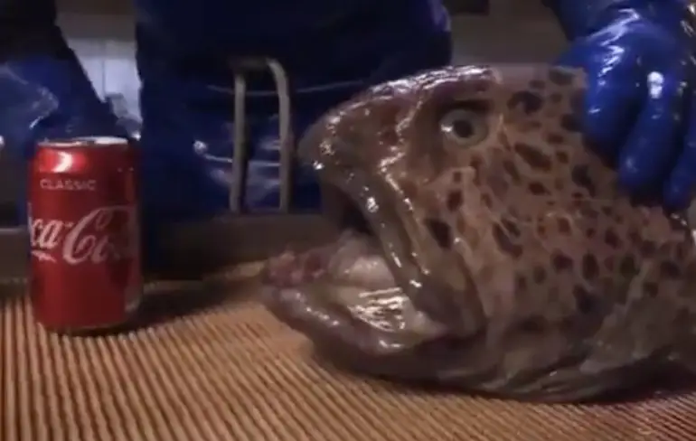 Kop van een zeewolf kan nog aardig happen