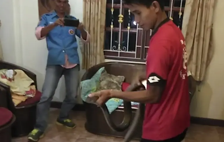 Hey er zit een King Cobra achter je kast