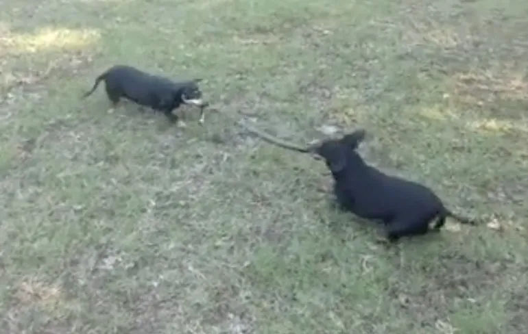 Teckels trekken slang even aan gort